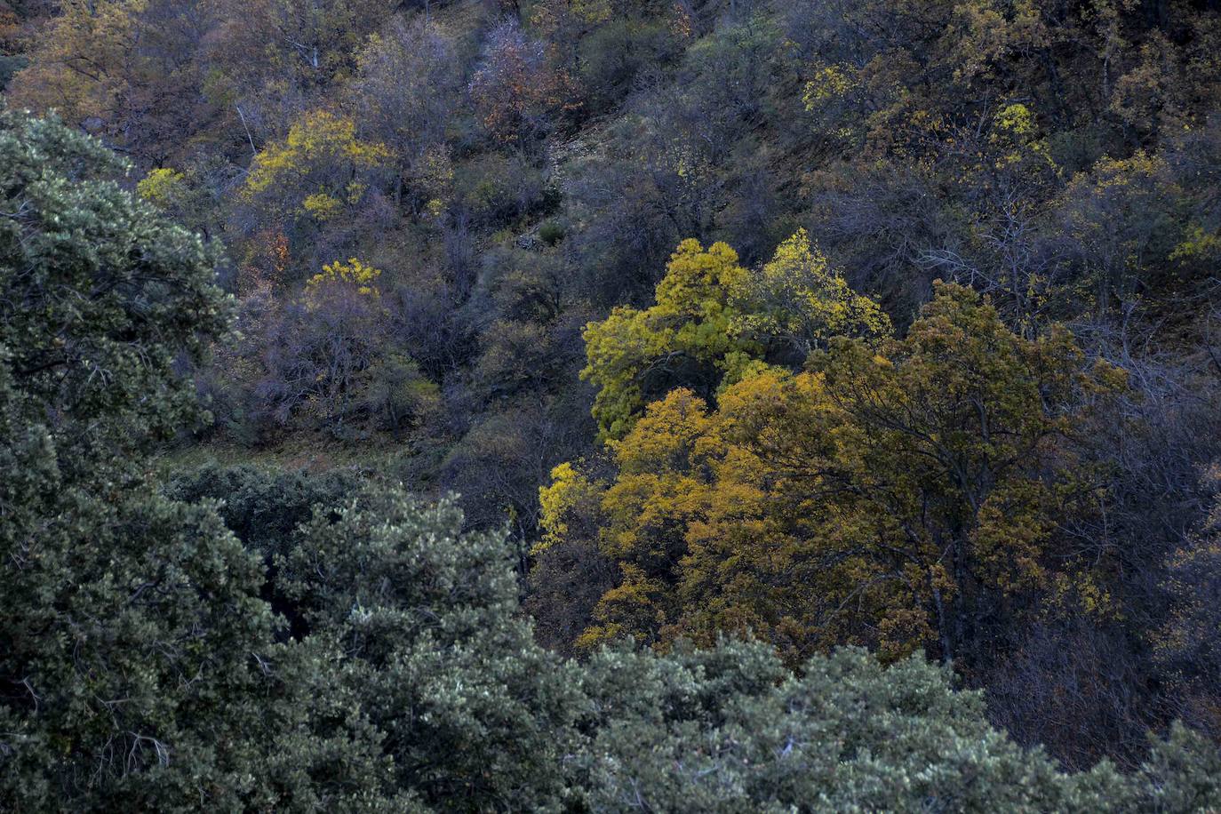 Fotos El bosque encantado de Lugros, una maravilla del otoño granadino Guadix Ideal